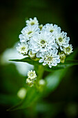 Marsh yarrow (Achillée ptarmique)