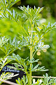 Wermutkraut (Artemisia absinthium L.)