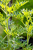 Wermutkraut (Artemisia absinthium L.)