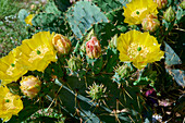 Magnificently flowering prickly pear plant