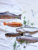Freshwater fish - char, golden trout, zander, trout, salmon trout