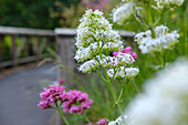 Weiße und rosa Baldrianblüten (Valeriana) im Park von Guildford Castle
