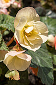 Begonie (Begonia grandis) mit gelber Blüte im Garten