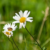 Honigbiene auf Margerite (Leucanthemum) im Sommergarten