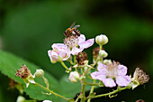 Brombeere (Rubus fruticosus) mit Biene im Garten