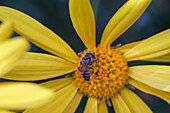 Honigbiene auf gelber Blüte im Garten von Kairo, Ägypten