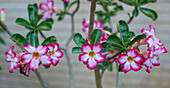 Rosa Wüstenrose (Adenium) in einem Garten in Kairo, Ägypten