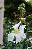 Weiße Stockrose (Alcea) mit Morgentau im Garten