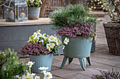 Schwarze Christrose, Berg-Kiefer, winterblühende Heide 'Kramers Rote' in Topf auf Terrasse 