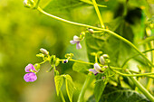 Flowering bean plant in the garden