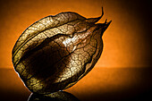 Physalis in transmitted light - macro image