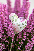 Pinke Kap-Heide (Erica gracilis) mit floralem Dekoherz