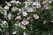 Autumn anemones (Anemone hupehensis) in the garden