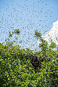 Bienenschwarm über einem Baum im Garten