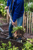 Man harvests potatoes with a shovel
