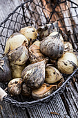 Dried black garlic in wire basket