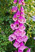 Roter Fingerhut (Digitalis purpurea) mit Hummel im Sommergarten