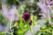 Blütenstand des Kugellauchs (Allium sphaerocephalon)