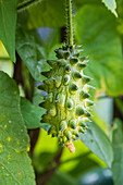 Prickly kiwano fruit (Cucumis metuliferus)