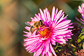 Biene auf pinker Herbstaster (Symphyotrichum novae-angliae)