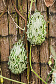 Two kiwano fruits (Cucumis metuliferus) on a wooden fence