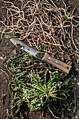 Gartenarbeit - Wurzeln mit Messer ausgraben