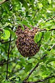 Bienenschwarm an einem Baumzweig