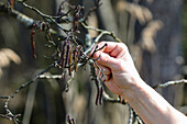 Woman collects alder buds