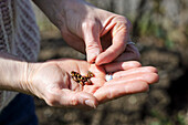 Hands holding alder buds