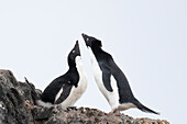 Adelie penguin courtship