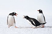 Gentoo penguins showing aggression