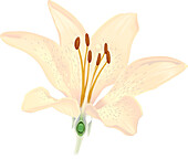 Embryo sac, illustration