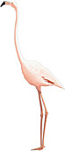 Flamingo, illustration