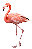 Flamingo, illustration
