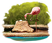 Greater flamingo, illustration
