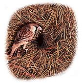 Social weaver, illustration