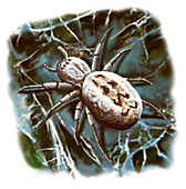 Social spider, illustration