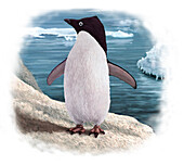 Adelie penguin, illustration