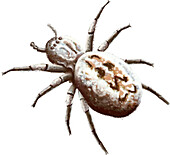 Social spider, illustration