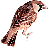 Social weaver, illustration