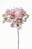 Fliederblüte (Syringa vulgaris) auf weißem Hintergrund