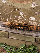 Bees at the entrance to the beehive