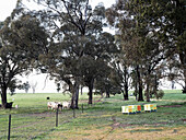 Cow meadow with cows and beehives
