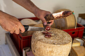 Person cuts air-dried salami into slices, cheese wheel