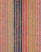 Luftaufnahme eines Tulpenfeldes in Hillegom, Südholland, Niederlande.