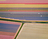 Luftaufnahme eines Tulpenfeldes in Lisse, Südholland, Niederlande.