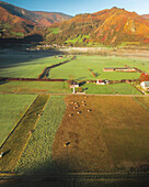 Aerial view of a misty morning over fields and mountains with a tranquil village and grazing cattle, Accous, France.