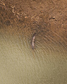 Aerial view of Mpwbray River Bridge with a saltwater crocodile in a tranquil environment, Mowbray, Queensland, Australia.