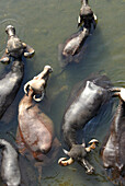 Aerial view of Buffaloes in water, District Dang, Gujarat, India