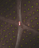 Aerial view of volcanic wine vineyard with car driving through unique volcanic landscape, La Geria, Lanzarote, Canary Islands, Spain.